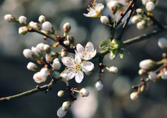 Flower_white_Branch Flower_white_Branch
